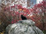 Black Cat Central Park 2016