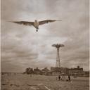 Seagulls Coney Island Parachute Jump 2012