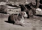 "Blind Dog" Harlem 1988