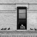 8 Pigeons 1988