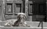 Harlem Dog on Stoop