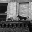 Dogs on the Edge, Harlem