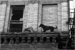 Dogs on the Edge, Harlem